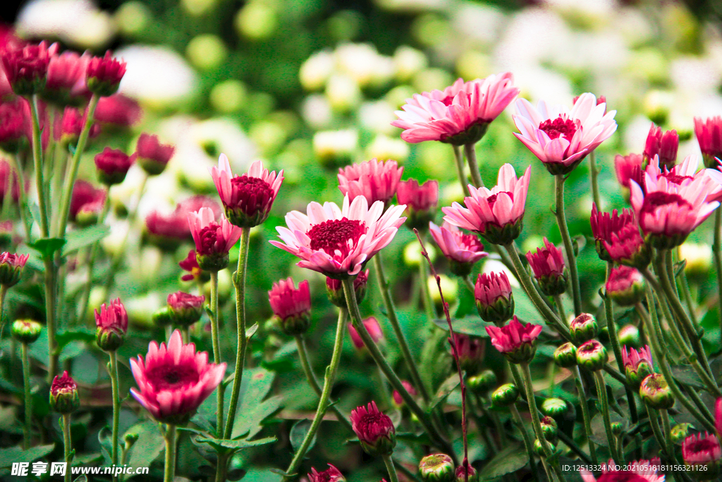 菊花