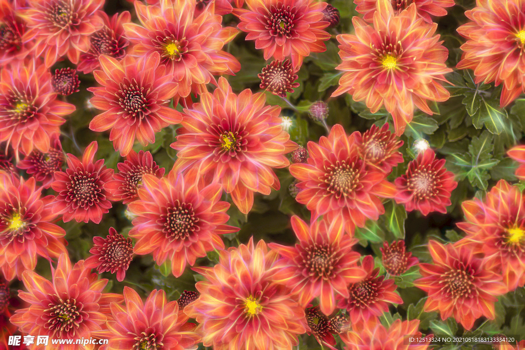 菊花