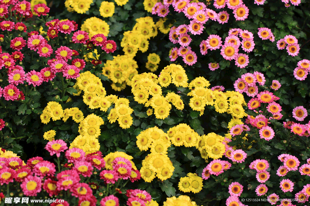 菊花