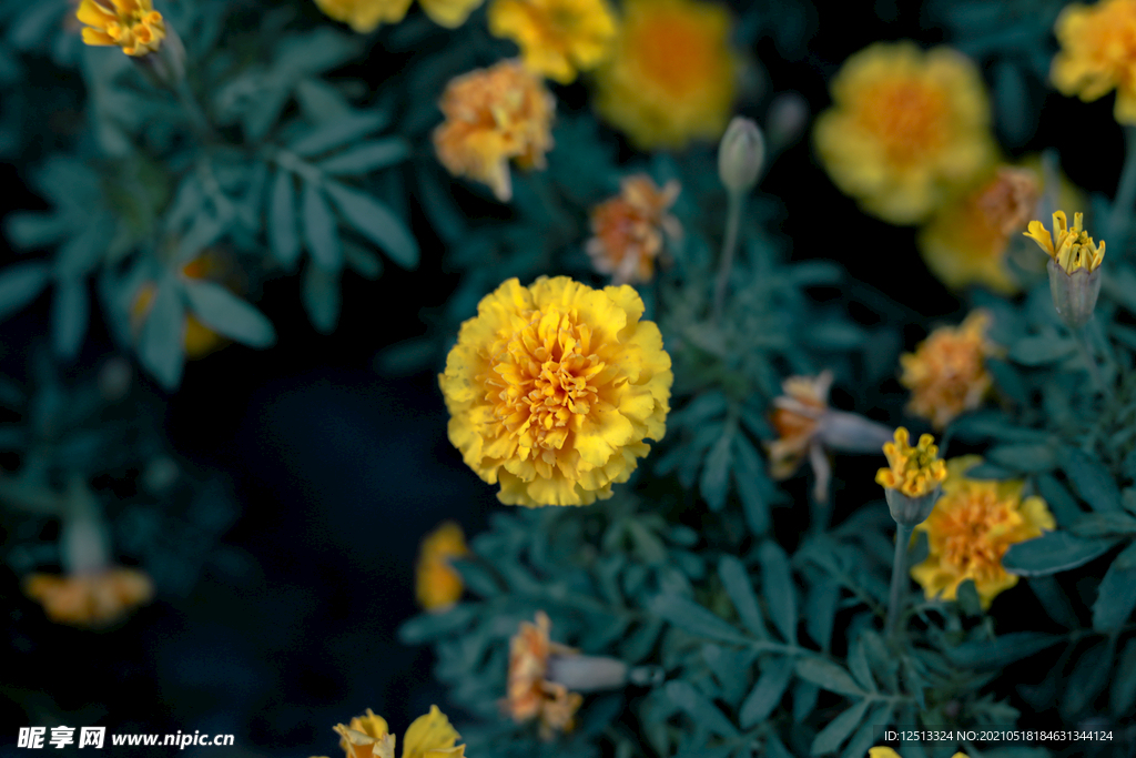菊花