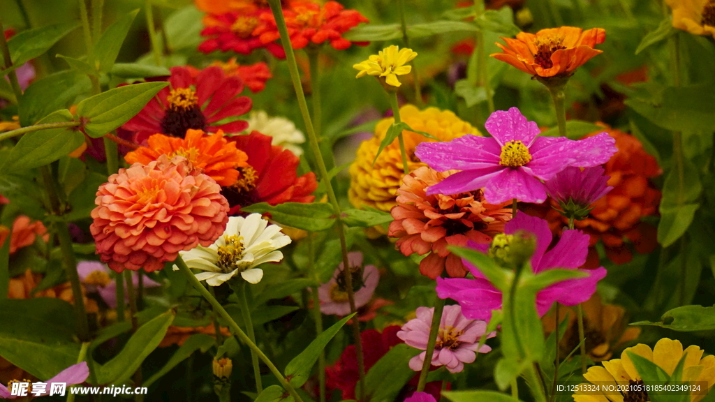 菊花