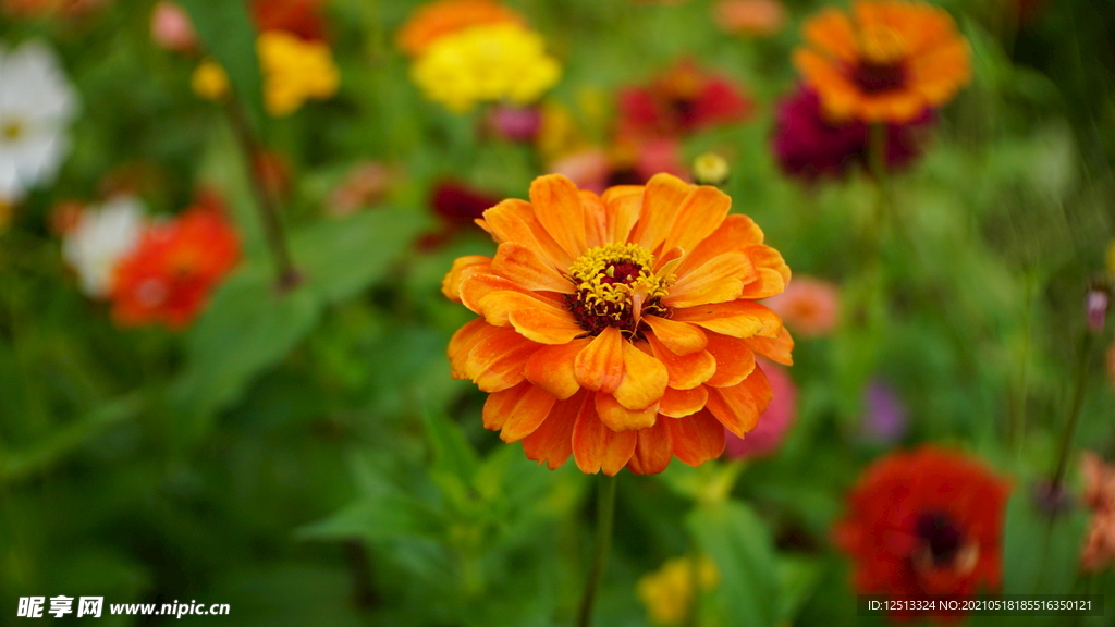 菊花