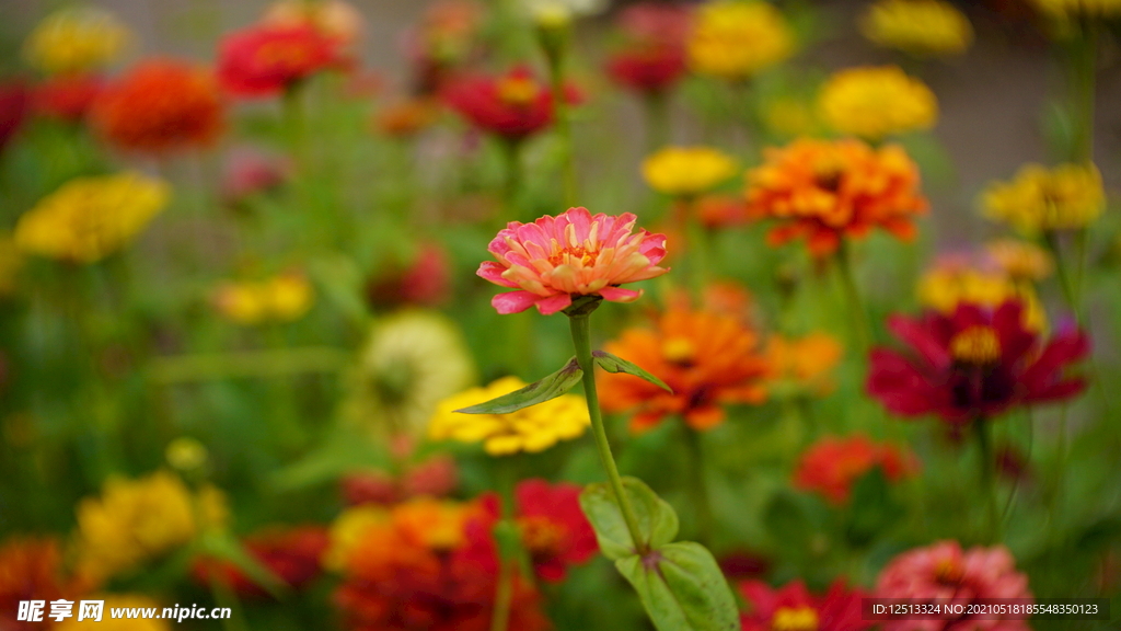 菊花