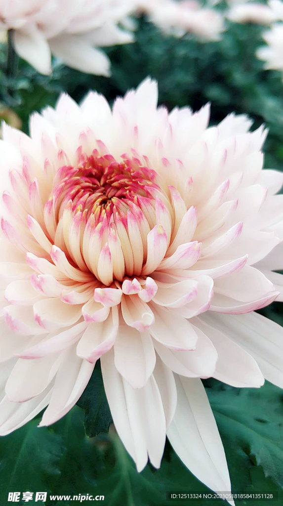 菊花
