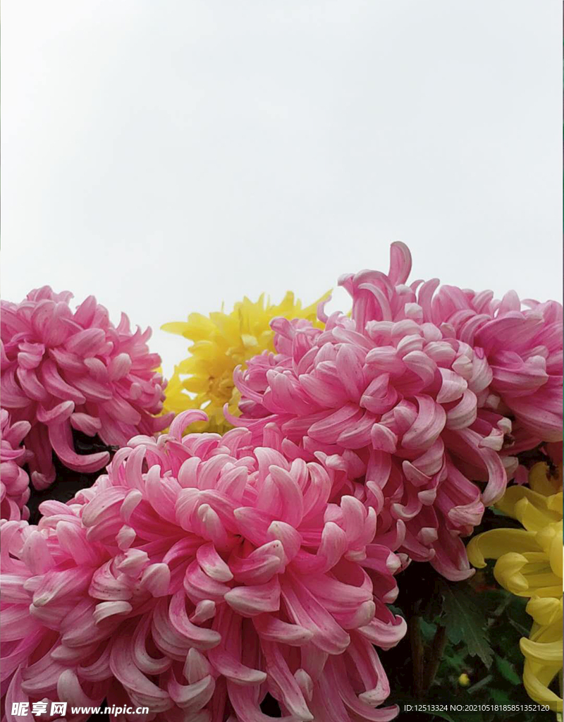 菊花
