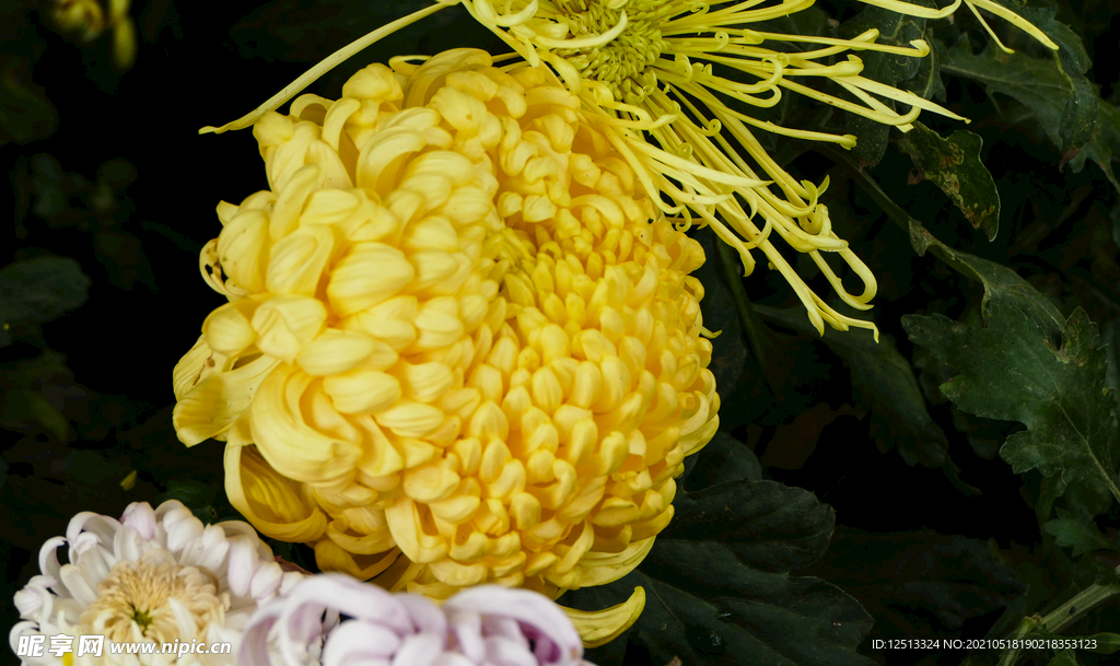 菊花