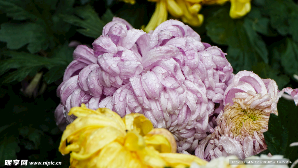 菊花