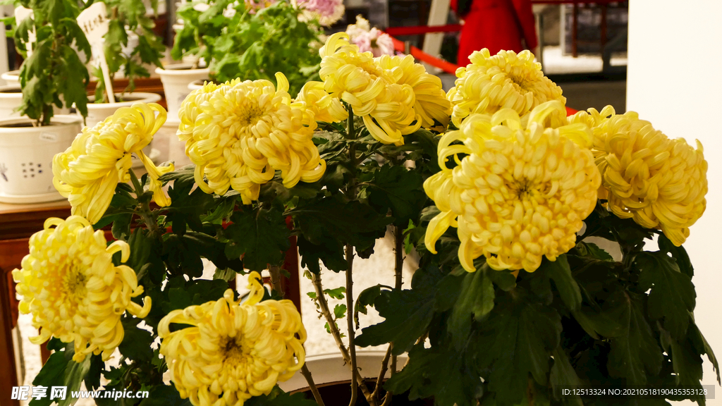 菊花
