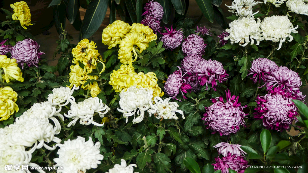 菊花