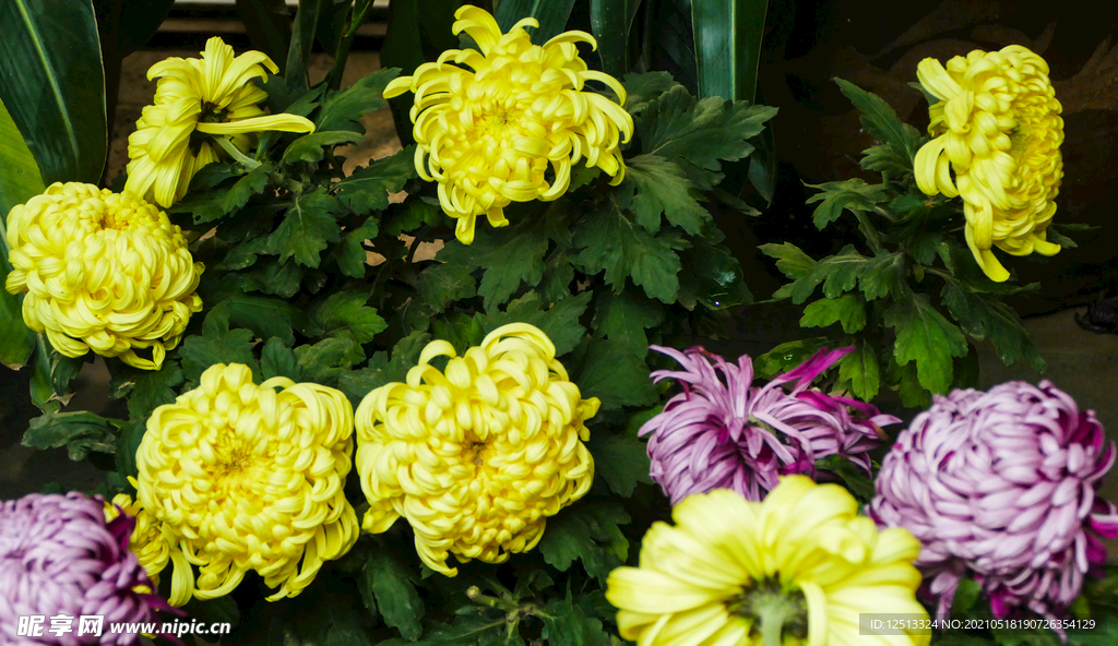 菊花