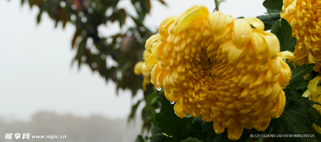 菊花