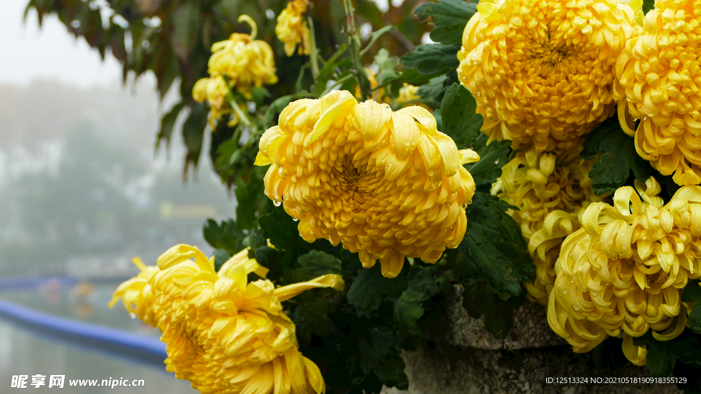 菊花