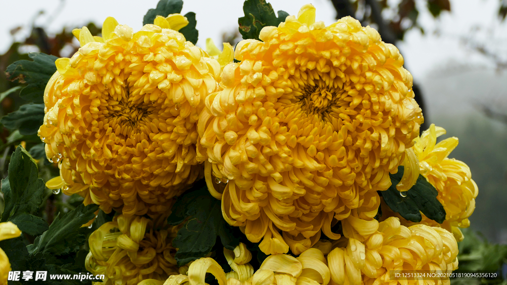 菊花