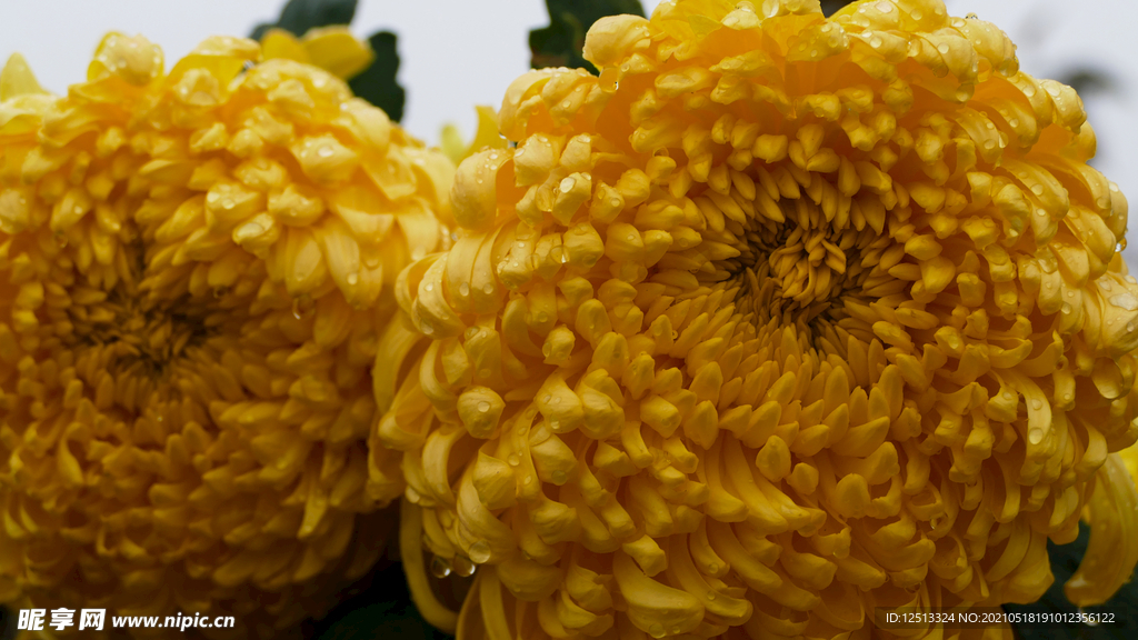 菊花