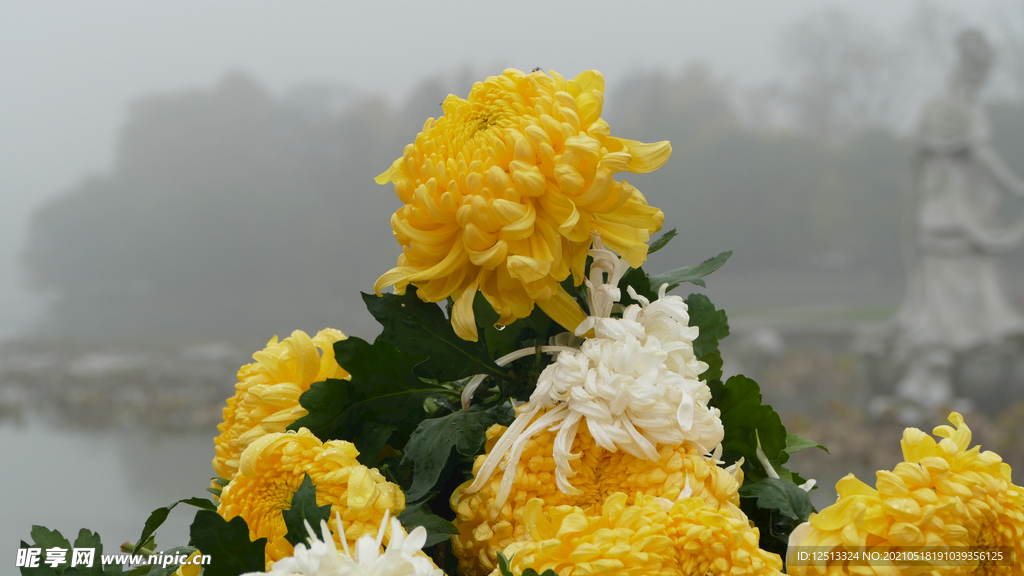 菊花