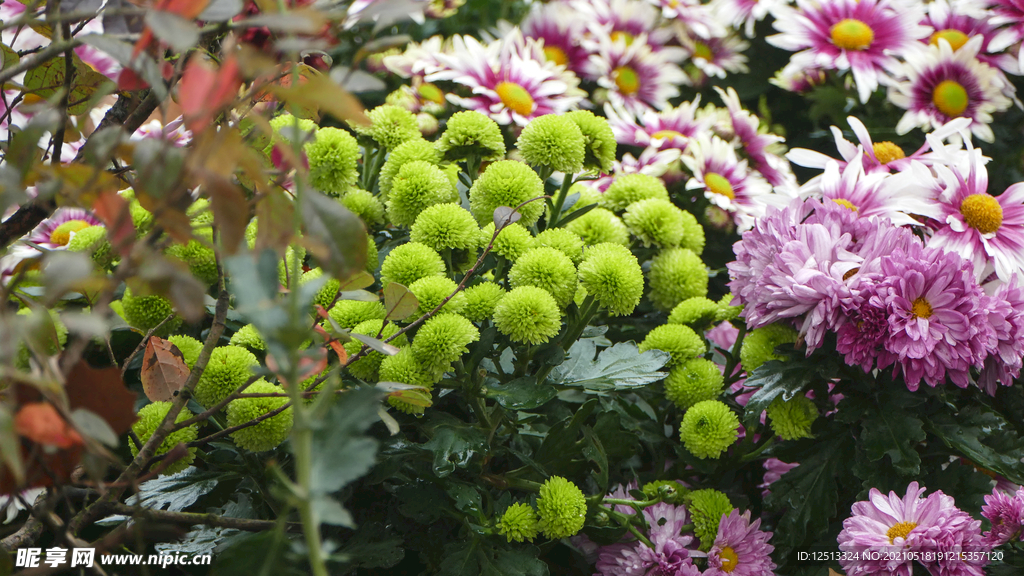 菊花
