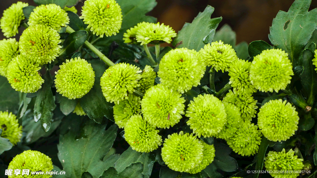 菊花