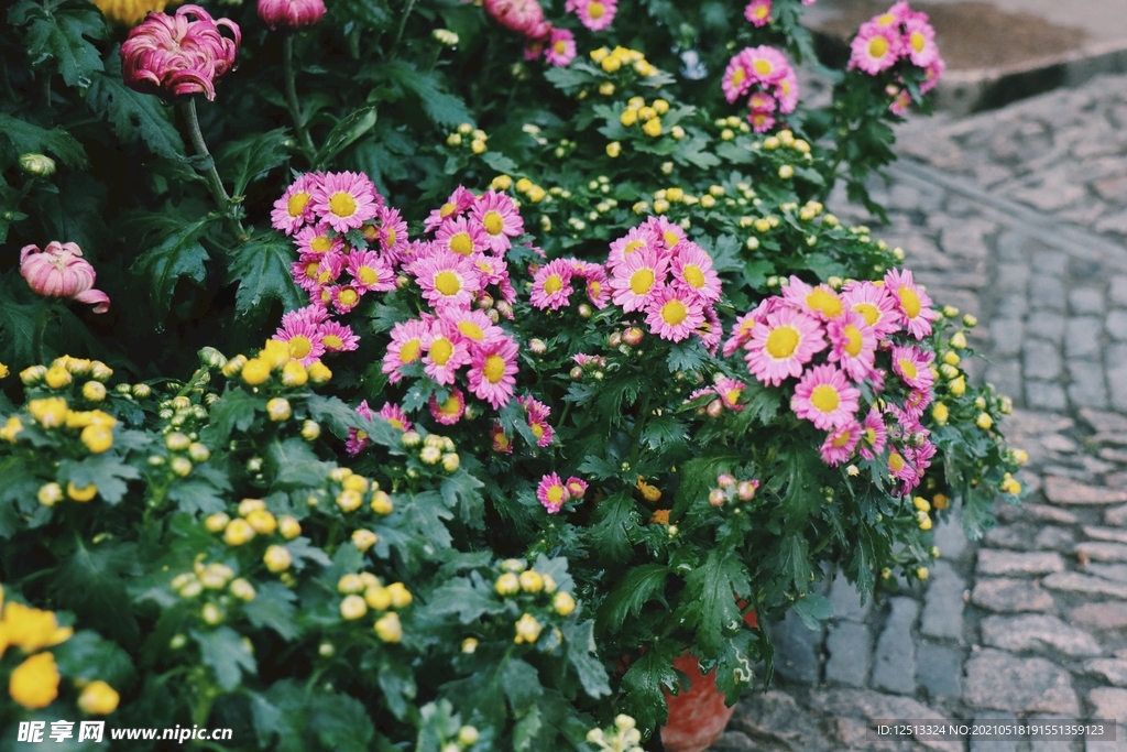 菊花