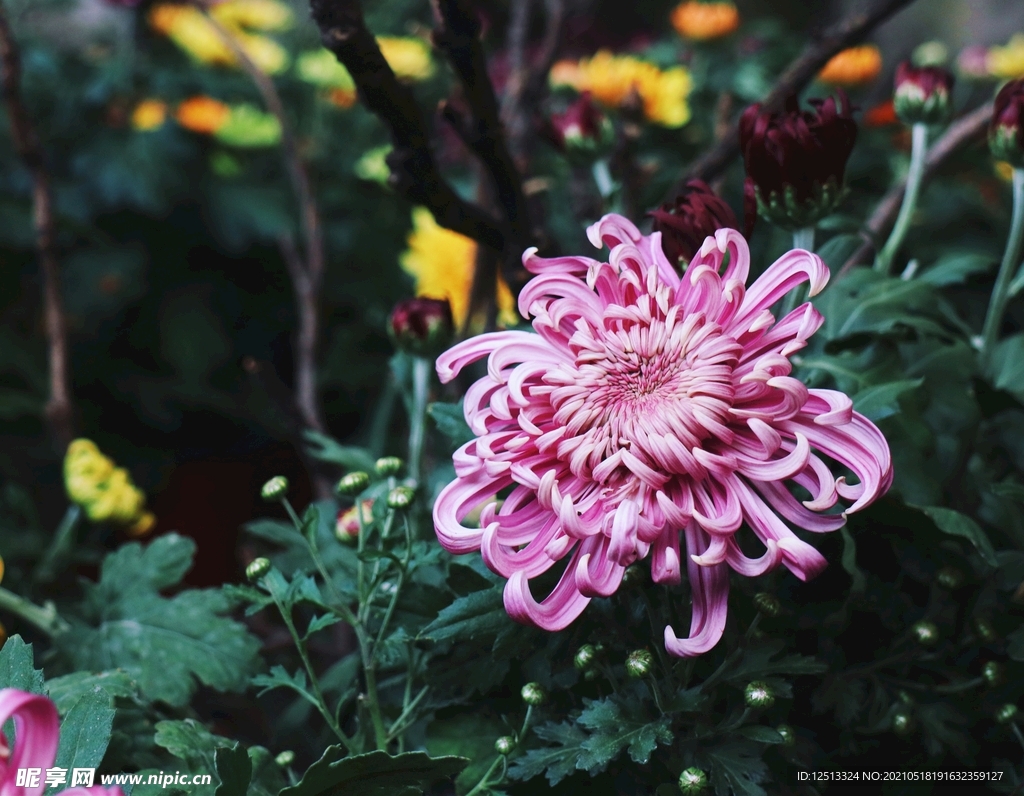 菊花