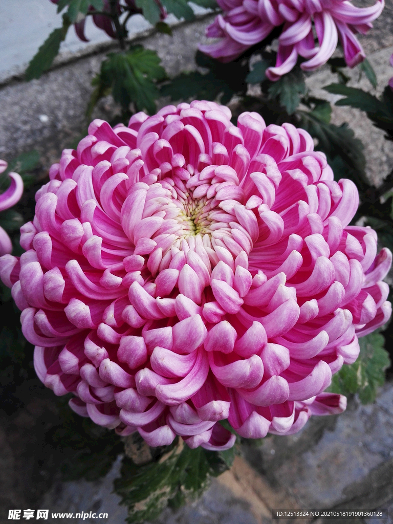 菊花