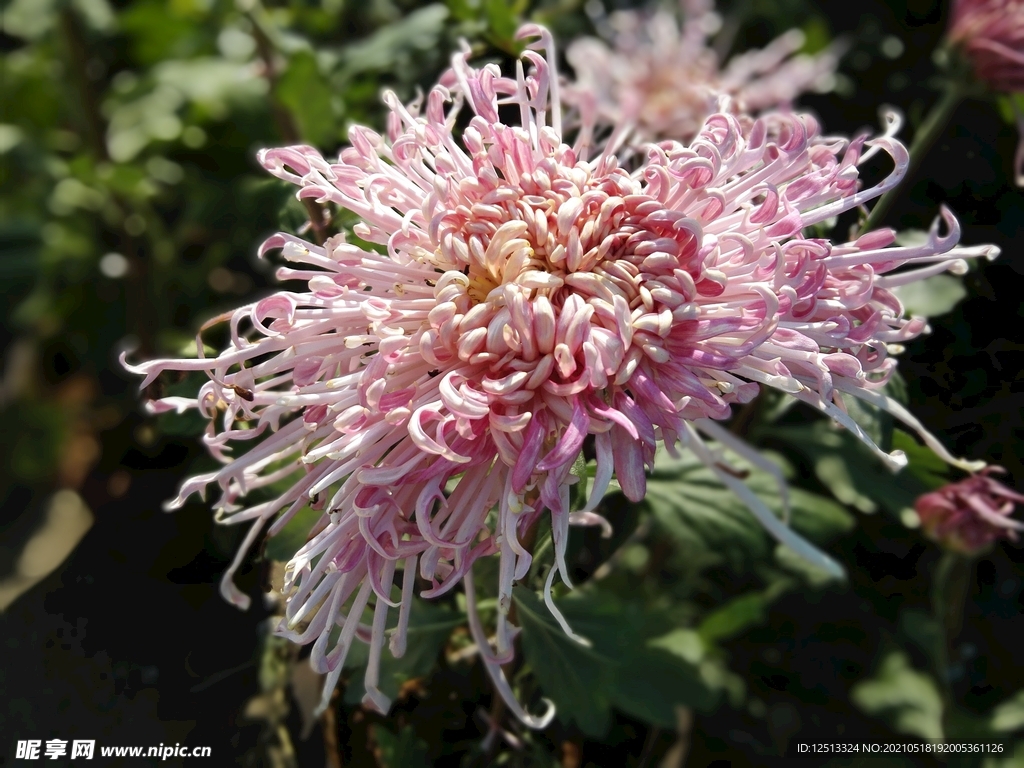 菊花