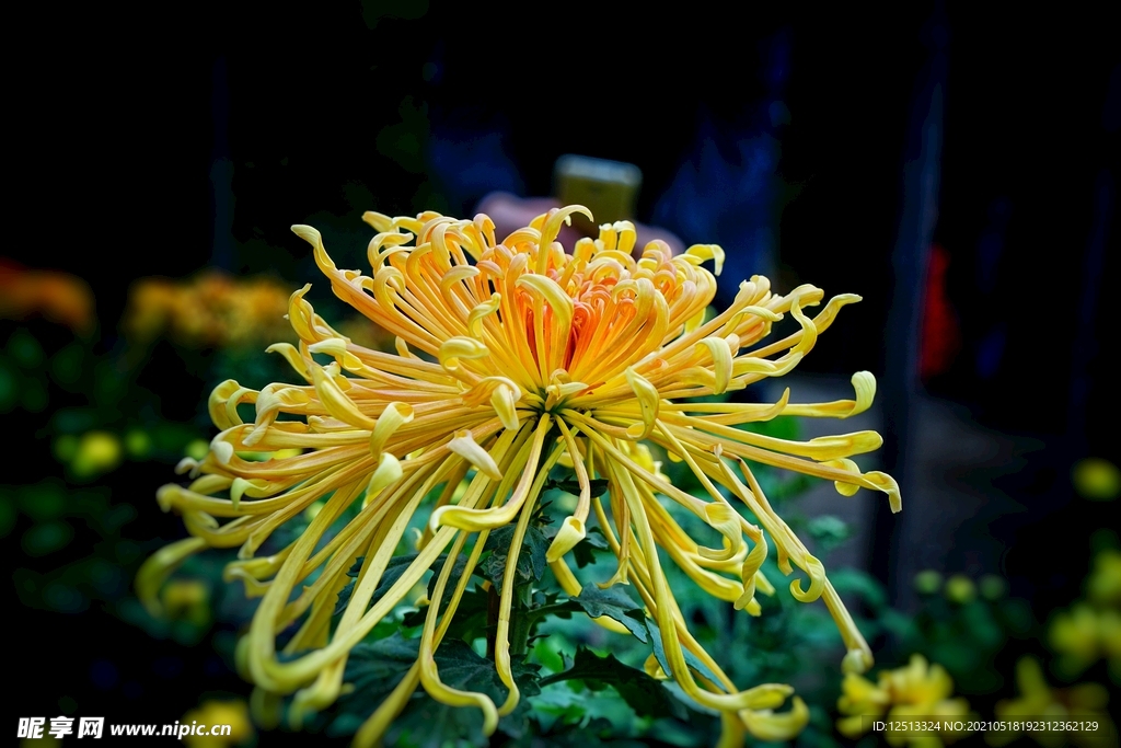 菊花