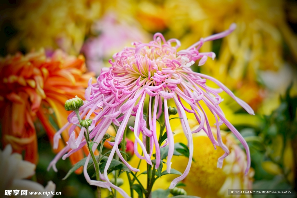 菊花