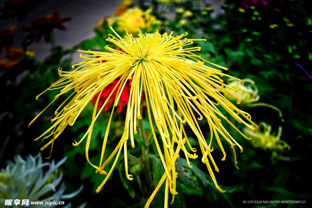 菊花