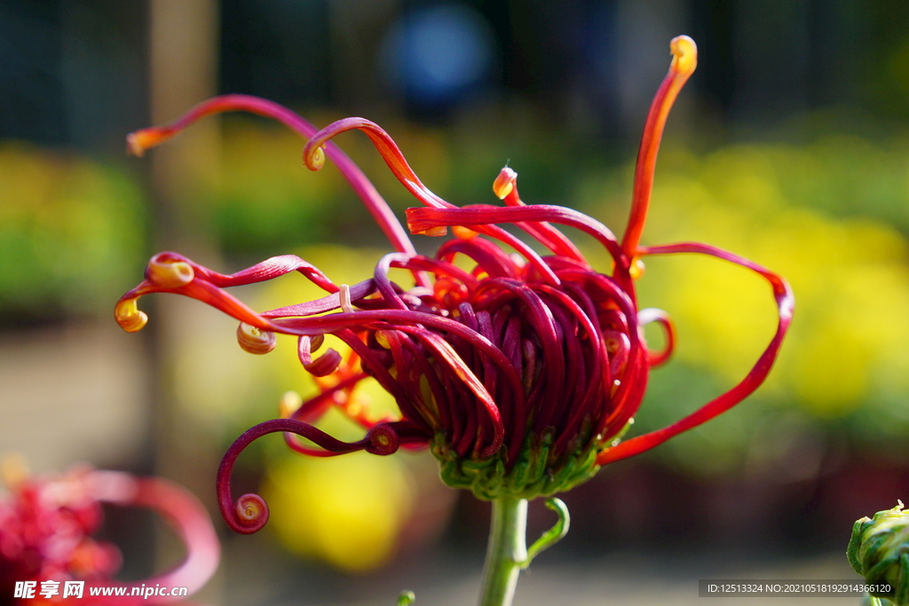 菊花