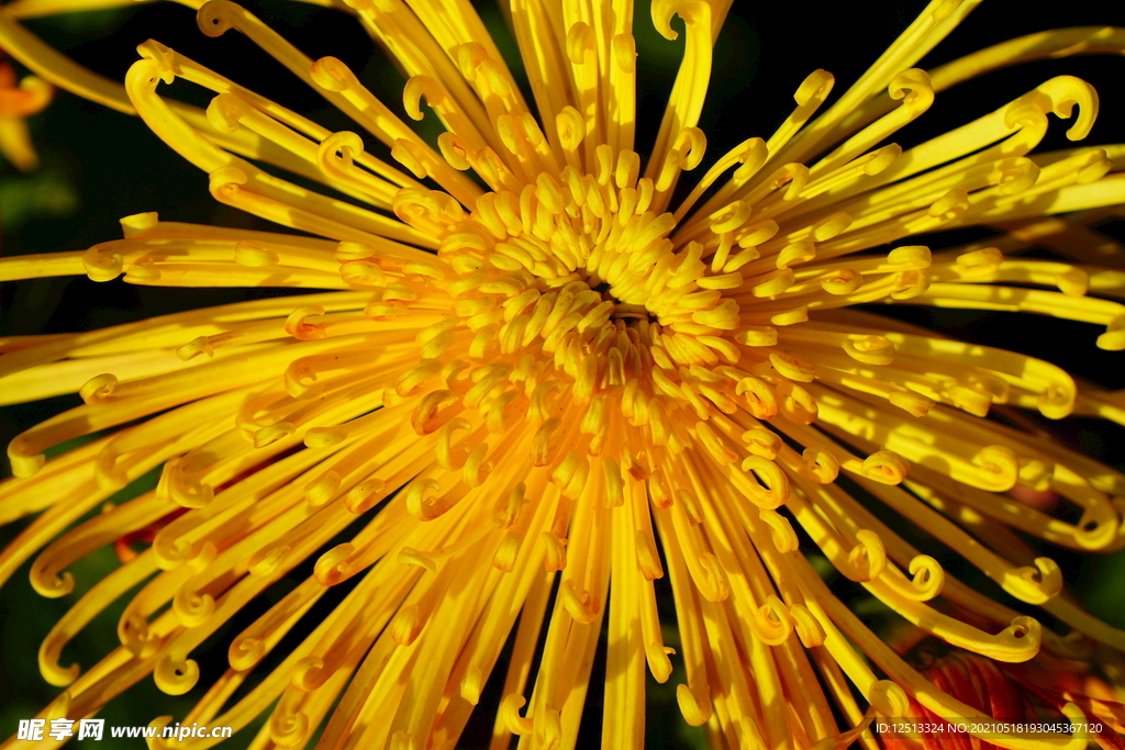 菊花