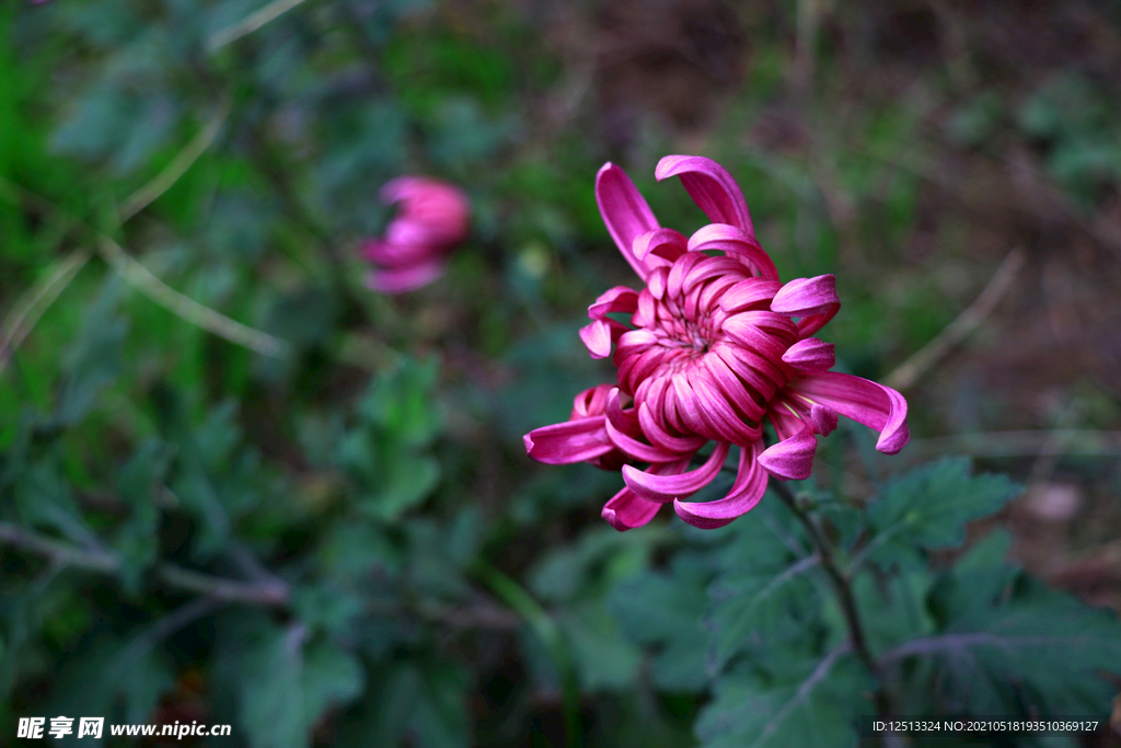 菊花