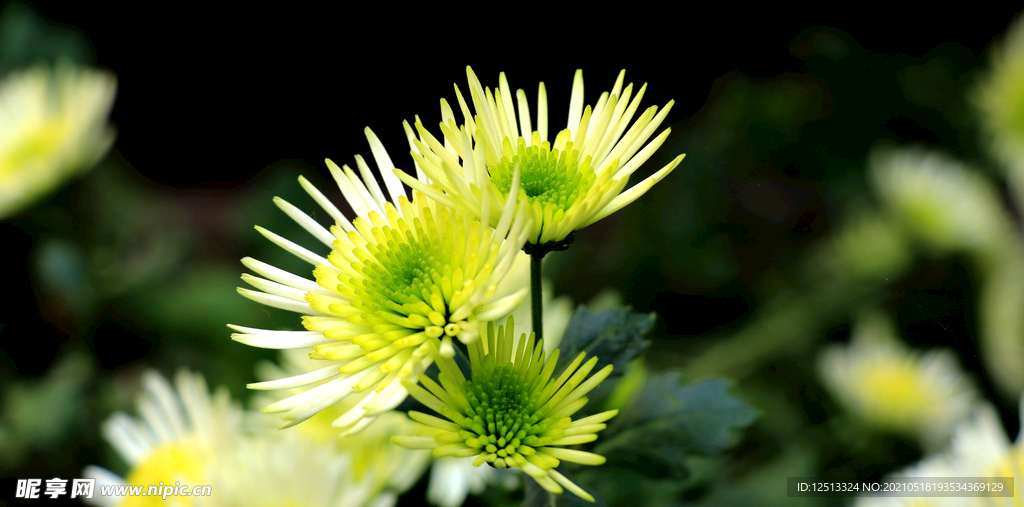 菊花