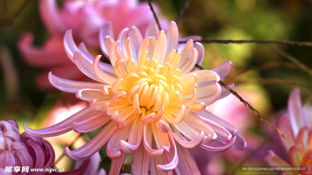 菊花