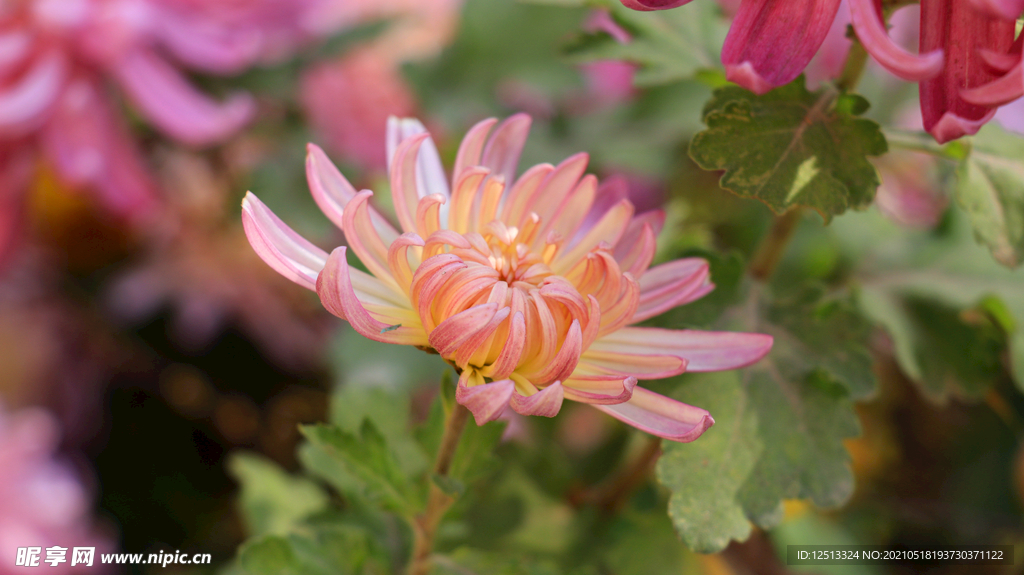 菊花