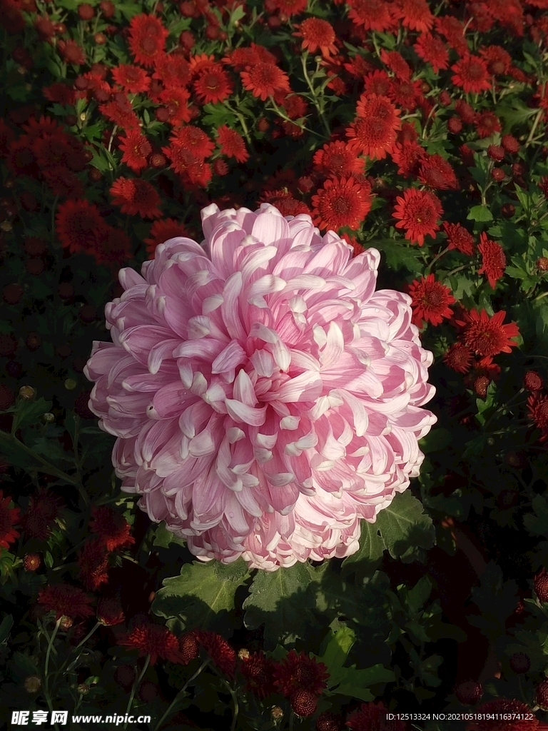 菊花