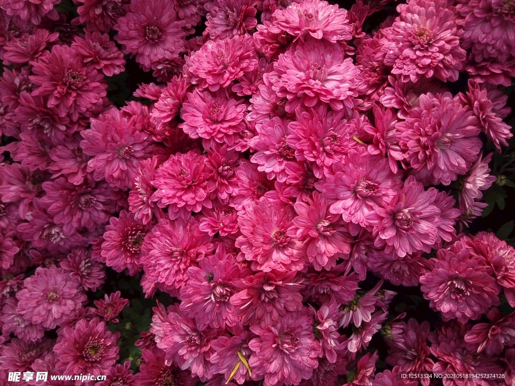 菊花