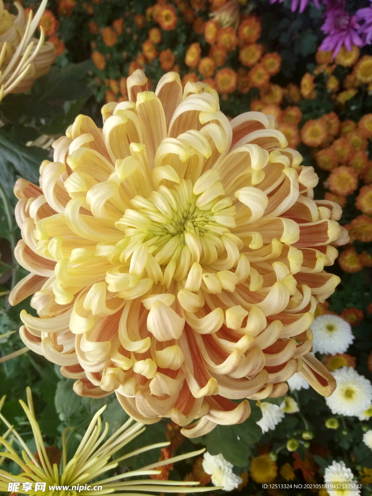 菊花