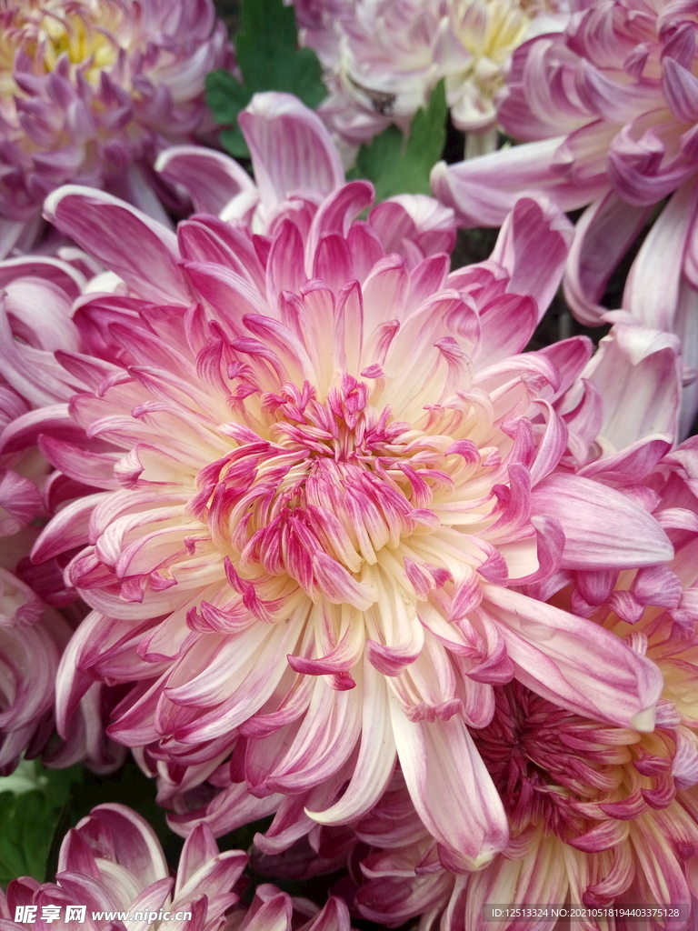 菊花