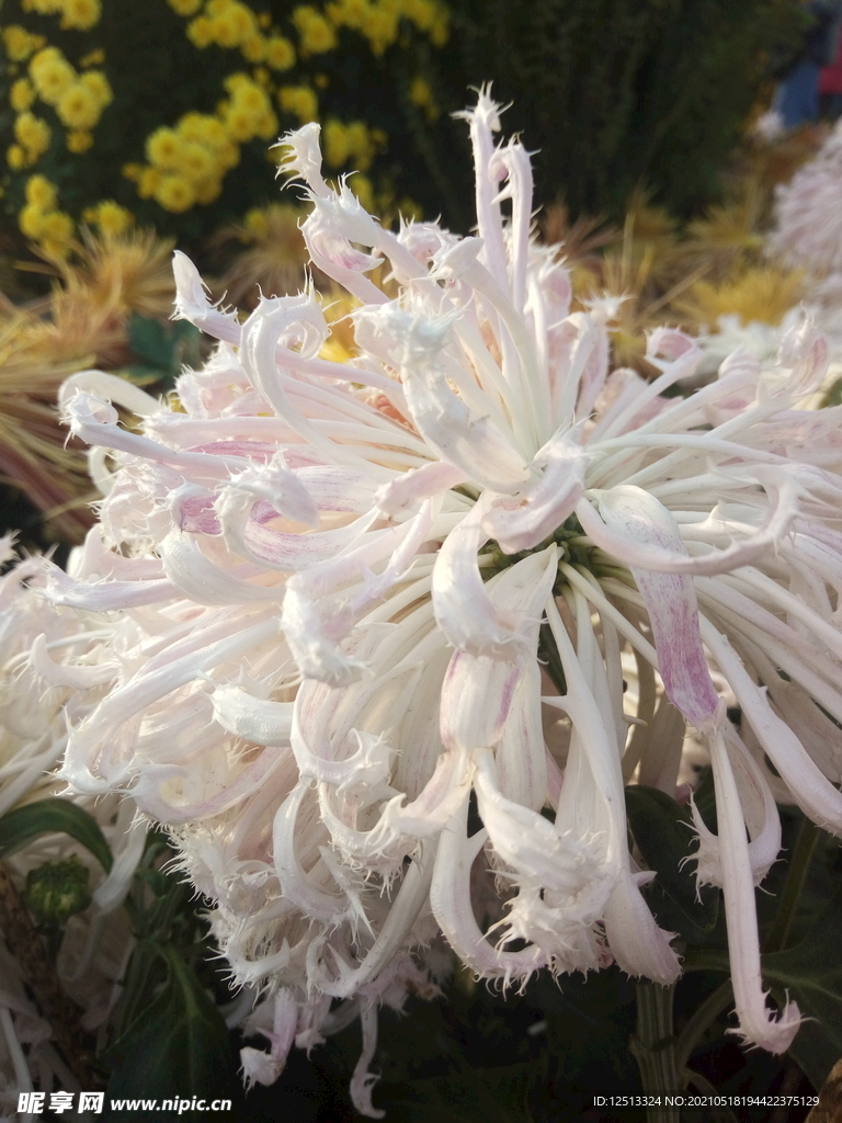 菊花