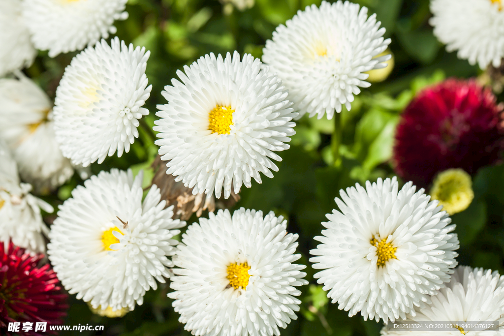 菊花