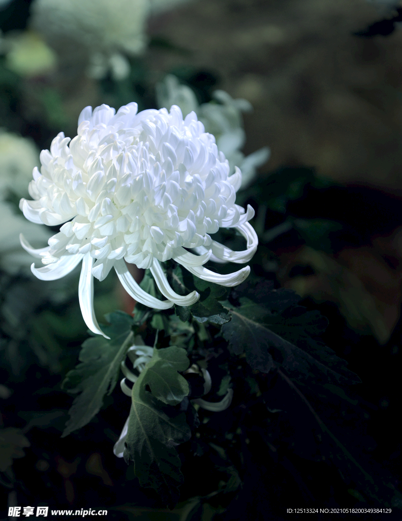 菊花