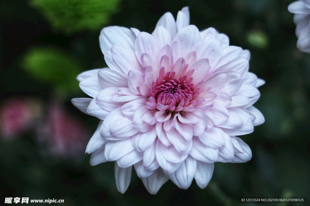 菊花