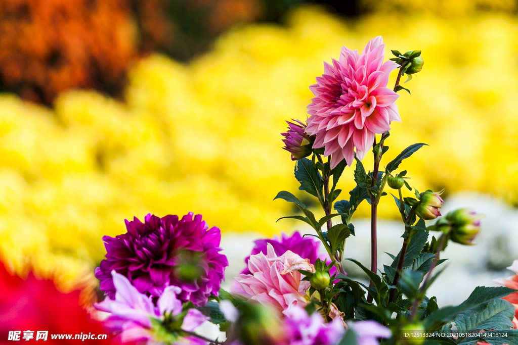 菊花