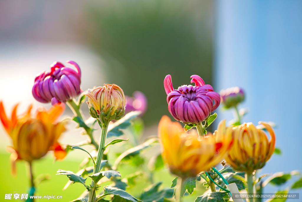 菊花