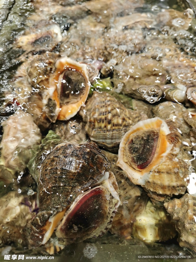 海螺