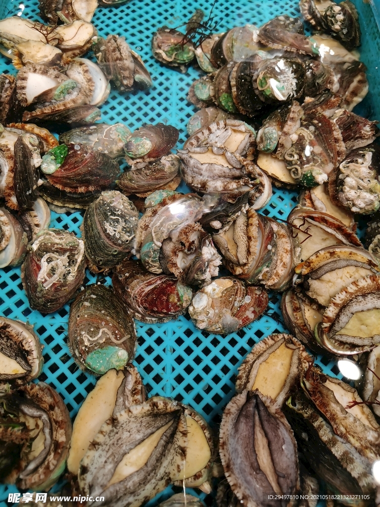 鲍鱼