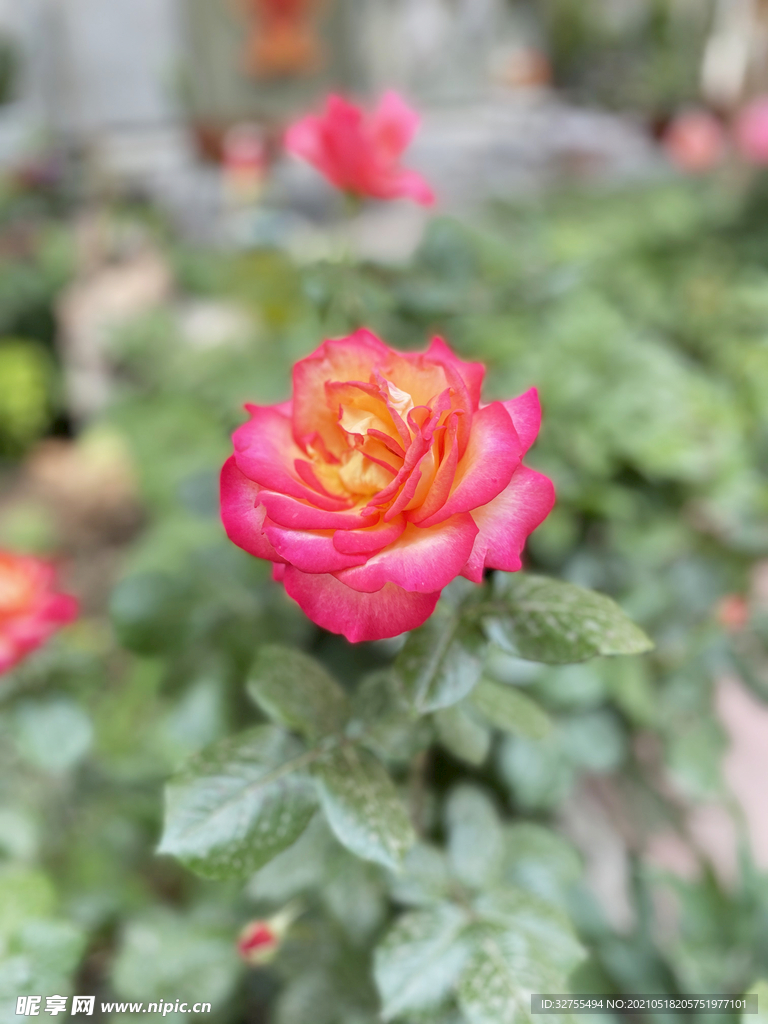 月季花
