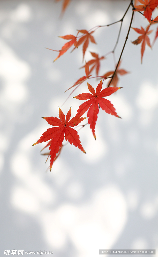 枫叶