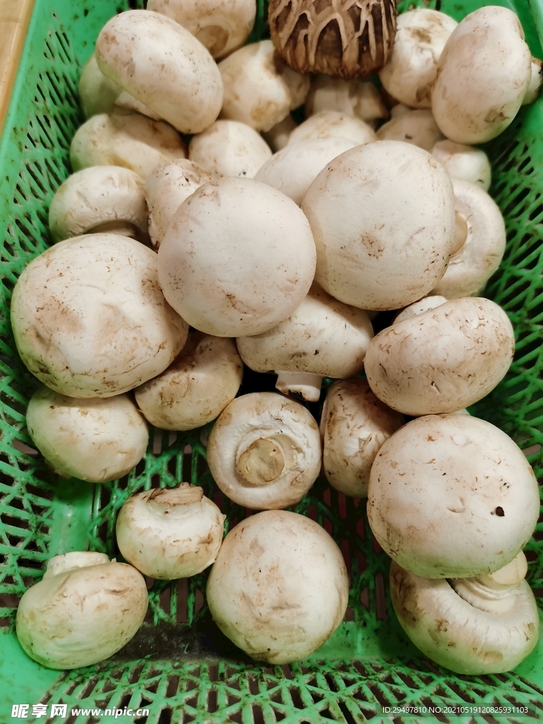 蘑菇