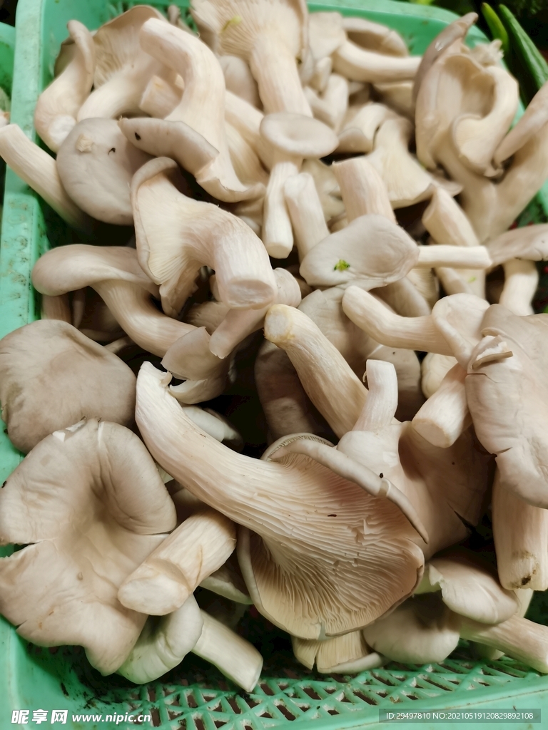 新鲜蘑菇